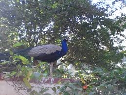 Peacock Conservation Centre pic
